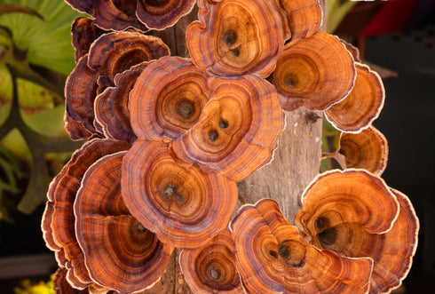 Reishi Powder Organic 25kg-Matakana Superfoods-Matakana Pharmacy